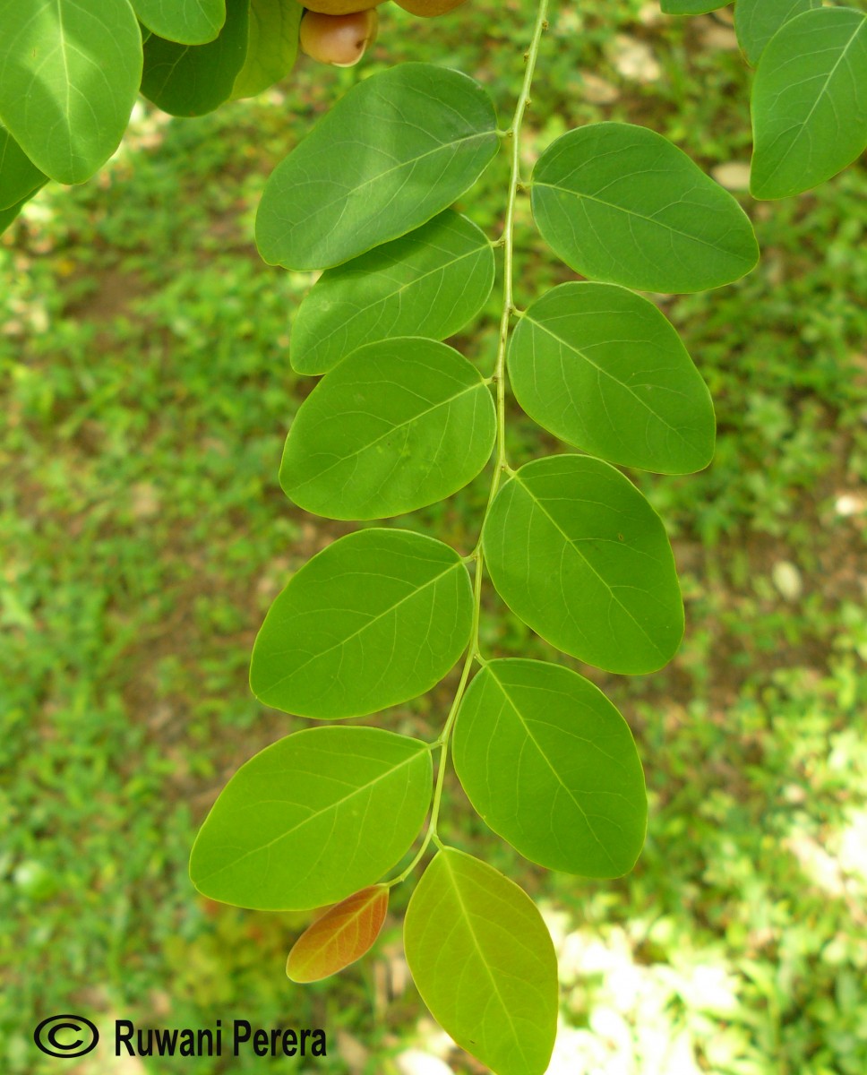 Breynia vitis-idaea (Burm.f.) C.E.C.Fisch.